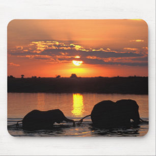 Afrika, Botswana, Nationaal park Chobe, Kudde Muismat