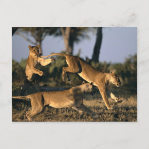 Afrika, Botswana, Nationaal park Chobe, Leeuwinnen Briefkaart