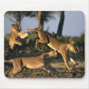 Afrika, Botswana, Nationaal park Chobe, Leeuwinnen Muismat