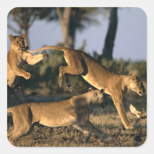 Afrika, Botswana, Nationaal park Chobe, Leeuwinnen Vierkante Sticker