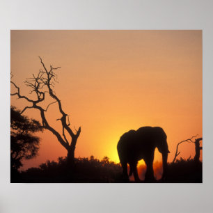 Afrika, Botswana, Nationaal Park Chobe, Vestiging Poster