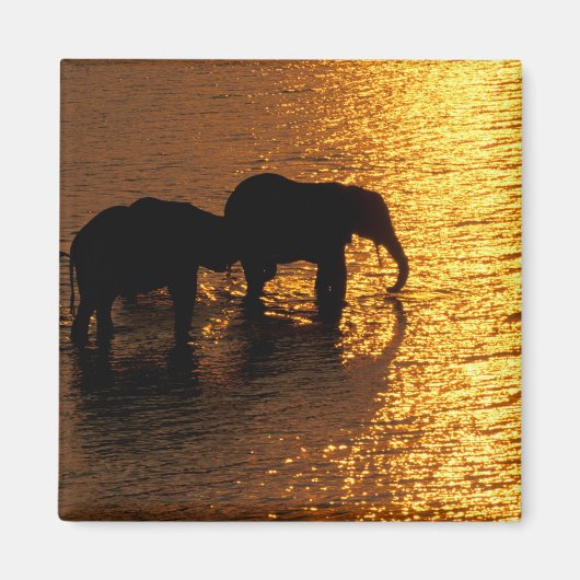 Afrika, Botswana, Okavango Delta. Afrikaans Magneet (Voorkant)