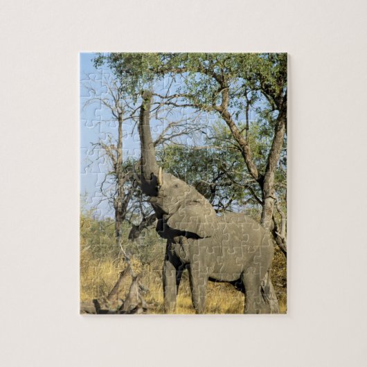 Afrika, Botswana, Okavango Delta. Afrikaanse 2 Legpuzzel (Verticaal)