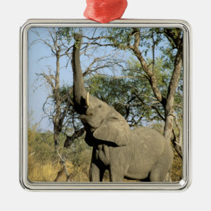 Afrika, Botswana, Okavango Delta. Afrikaanse 2 Metalen Ornament