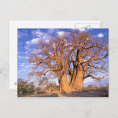 Afrika, Botswana, Okavango Delta. Baobab Briefkaart (Voorkant / Achterkant)