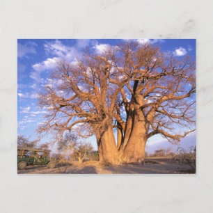 Afrika, Botswana, Okavango Delta. Baobab Briefkaart