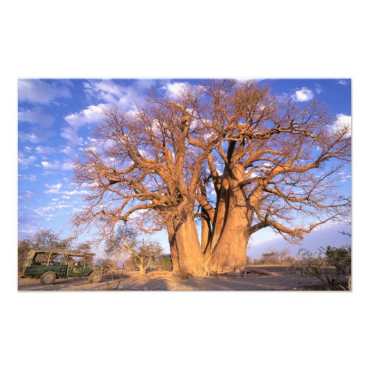 Afrika, Botswana, Okavango Delta. Baobab Foto Afdruk (Voorkant)