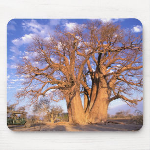 Afrika, Botswana, Okavango Delta. Baobab Muismat