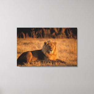 Afrika, Botswana, Okavango Delta. Leeuw (Panthera Canvas Afdruk