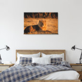 Afrika, Botswana, Okavango Delta. Leeuw (Panthera Canvas Afdruk (Insitu (Slaapkamer))