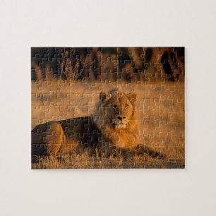 Afrika, Botswana, Okavango Delta. Leeuw (Panthera Legpuzzel