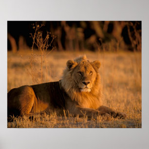 Afrika, Botswana, Okavango Delta. Leeuw (Panthera Poster