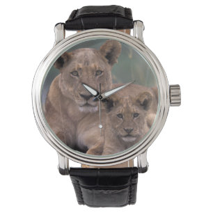 Afrika, Botswana, Okavango Delta. Leeuwen Horloge