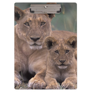 Afrika, Botswana, Okavango Delta. Leeuwen Klembord