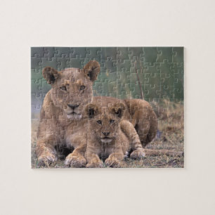Afrika, Botswana, Okavango Delta. Leeuwen Legpuzzel