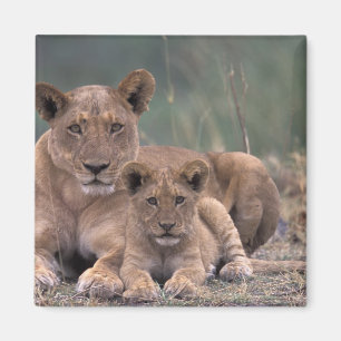 Afrika, Botswana, Okavango Delta. Leeuwen Magneet