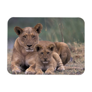 Afrika, Botswana, Okavango Delta. Leeuwen Magneet