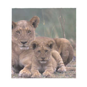 Afrika, Botswana, Okavango Delta. Leeuwen Notitieblok
