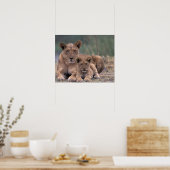 Afrika, Botswana, Okavango Delta. Leeuwen Poster (Keuken)