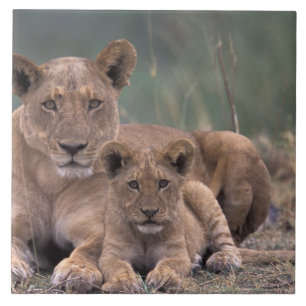 Afrika, Botswana, Okavango Delta. Leeuwen Tegeltje