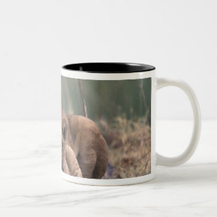Afrika, Botswana, Okavango Delta. Leeuwen Tweekleurige Koffiemok