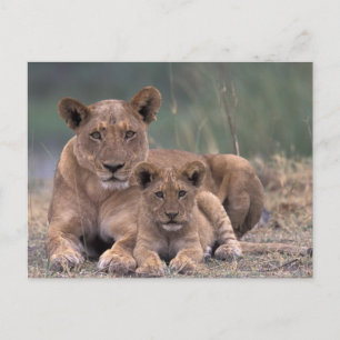 Afrika, Botswana, Okavango Delta. Lion Briefkaart