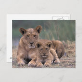 Afrika, Botswana, Okavango Delta. Lion Briefkaart (Voorkant / Achterkant)