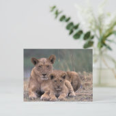 Afrika, Botswana, Okavango Delta. Lion Briefkaart (Staand voorkant)