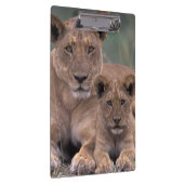 Afrika, Botswana, Okavango Delta. Lion Klembord (Rechts)