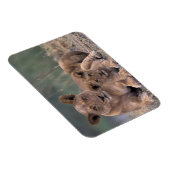 Afrika, Botswana, Okavango Delta. Lion Magneet (Rechterzijde)