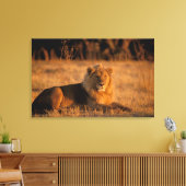 Afrika, Botswana, Okavango Delta. Lion (Panthera) Canvas Afdruk (Insitu (Woonkamer))