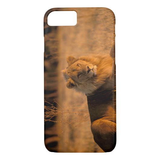 Afrika, Botswana, Okavango Delta. Lion (Panthera) Case-Mate iPhone Case (Achterkant)