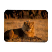 Afrika, Botswana, Okavango Delta. Lion (Panthera) Magneet (Horizontaal)