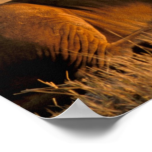 Afrika, Botswana, Okavango Delta. Lion (Panthera) Poster (Hoek)