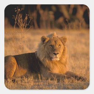 Afrika, Botswana, Okavango Delta. Lion (Panthera) Vierkante Sticker