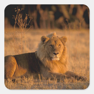 Afrika, Botswana, Okavango Delta. Lion (Panthera) Vierkante Sticker