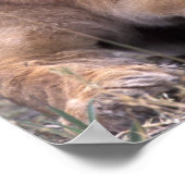 Afrika, Botswana, Okavango Delta. Lion Poster (Hoek)