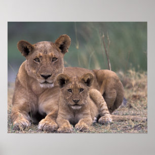 Afrika, Botswana, Okavango Delta. Lion Poster