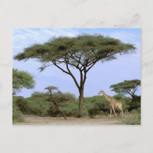 Afrika, Botswana, Okavango Delta. Zuidelijk Briefkaart