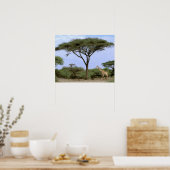 Afrika, Botswana, Okavango Delta. Zuidelijk Poster (Keuken)