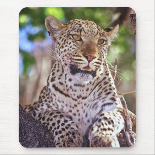 Afrika, Botswana, Okvango Delta, wilde luipaard. 2 Muismat