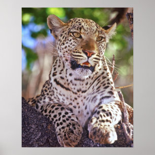Afrika, Botswana, Okvango Delta, wilde luipaard. 2 Poster