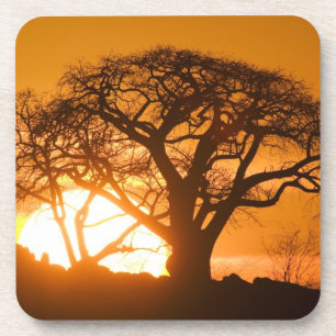 Afrika, Botswana, Ondergaande zon schetst Baobab i Bier Onderzetter