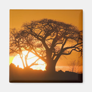 Afrika, Botswana, Ondergaande zon schetst Baobab i Magneet