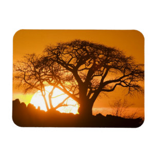 Afrika, Botswana, Ondergaande zon schetst Baobab i Magneet