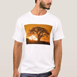 Afrika, Botswana, Ondergaande zon schetst Baobab i T-shirt