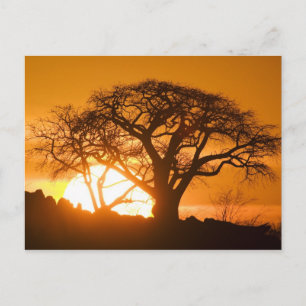 Afrika, Botswana, Ondergaande zon schetst Baobab s Briefkaart