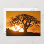 Afrika, Botswana, zonnesilhouettes Baobab Briefkaart (Voorkant / Achterkant)