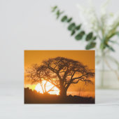 Afrika, Botswana, zonnesilhouettes Baobab Briefkaart (Staand voorkant)