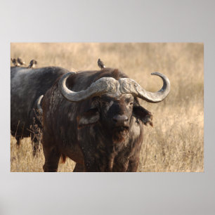 Afrika - De os met een grote hoorn Poster
